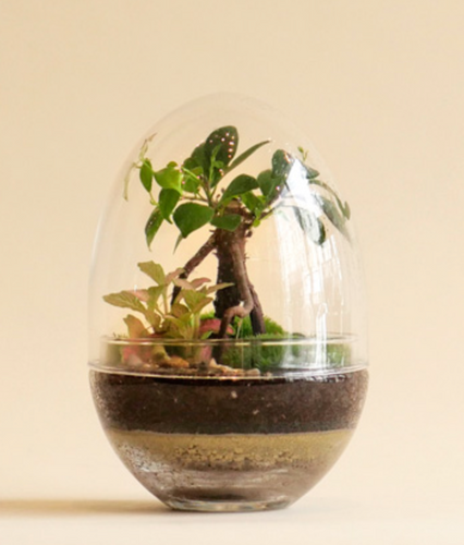 Niwa Oasis